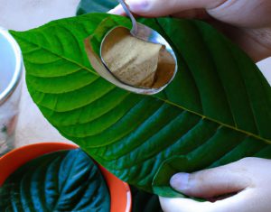 How to Make Kratom Tea With Fresh Leaves