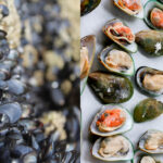 Green Mussels vs Black Mussels