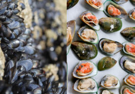 Green Mussels vs Black Mussels