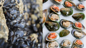 Green Mussels vs Black Mussels