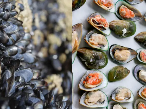 Green Mussels vs Black Mussels