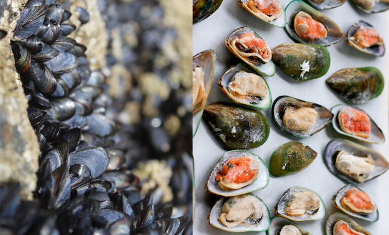 Green Mussels vs Black Mussels